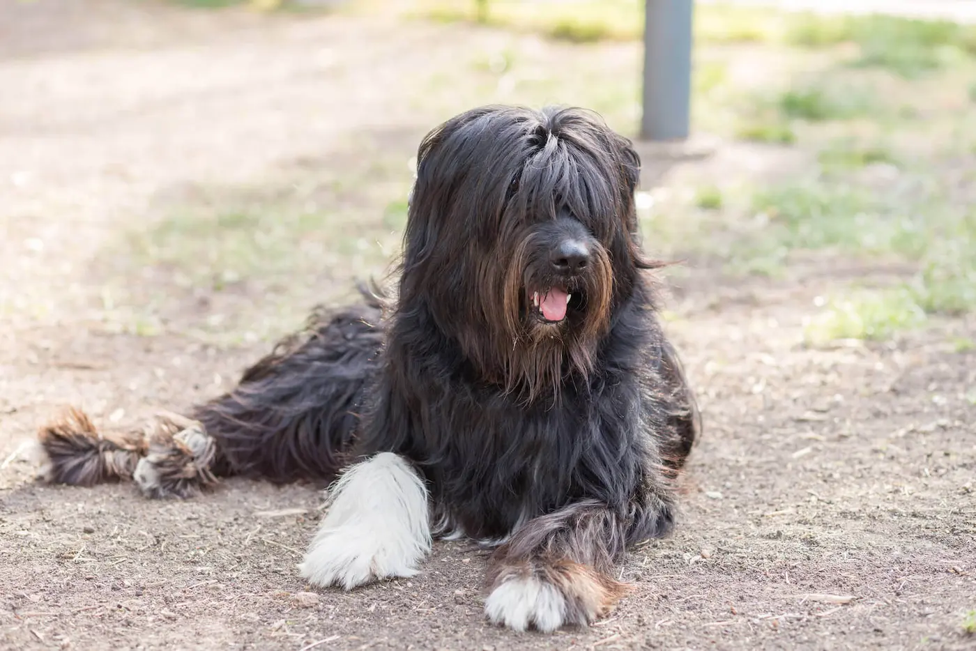 Schapendoes breed photo