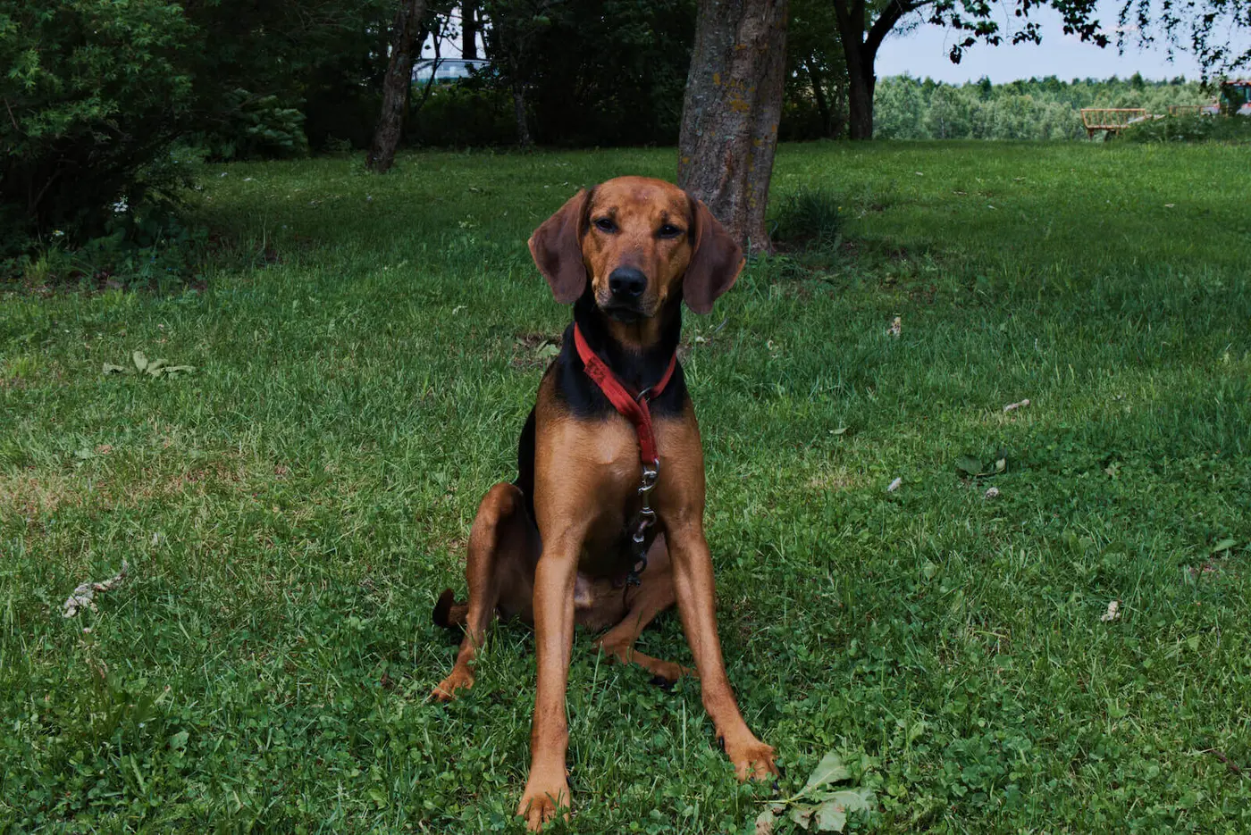 Schiller Hound breed photo
