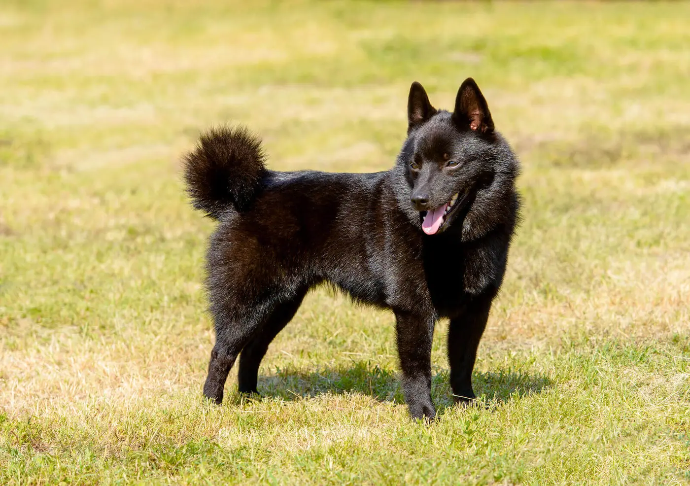 Schipperke breed photo