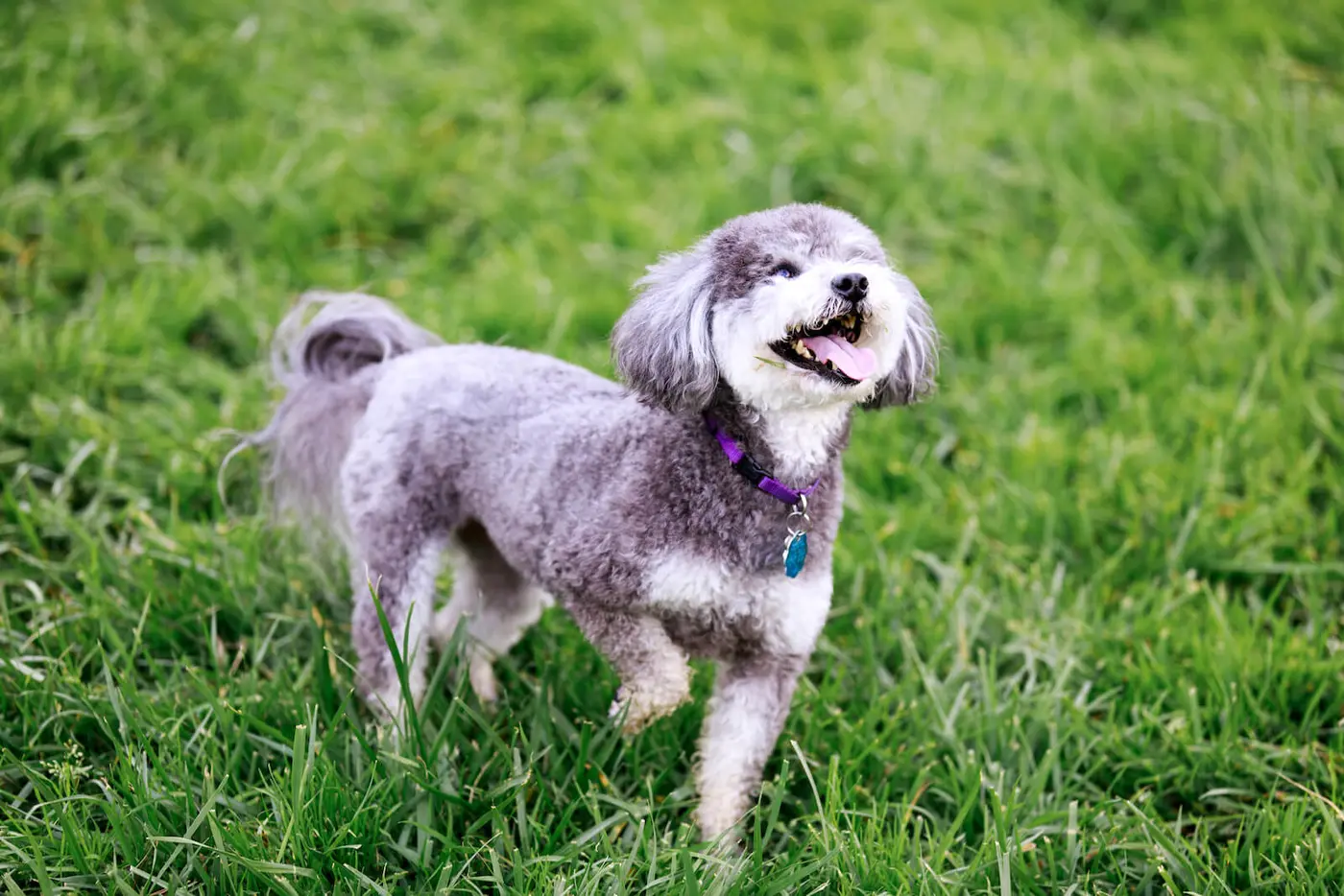 Schnoodle breed photo