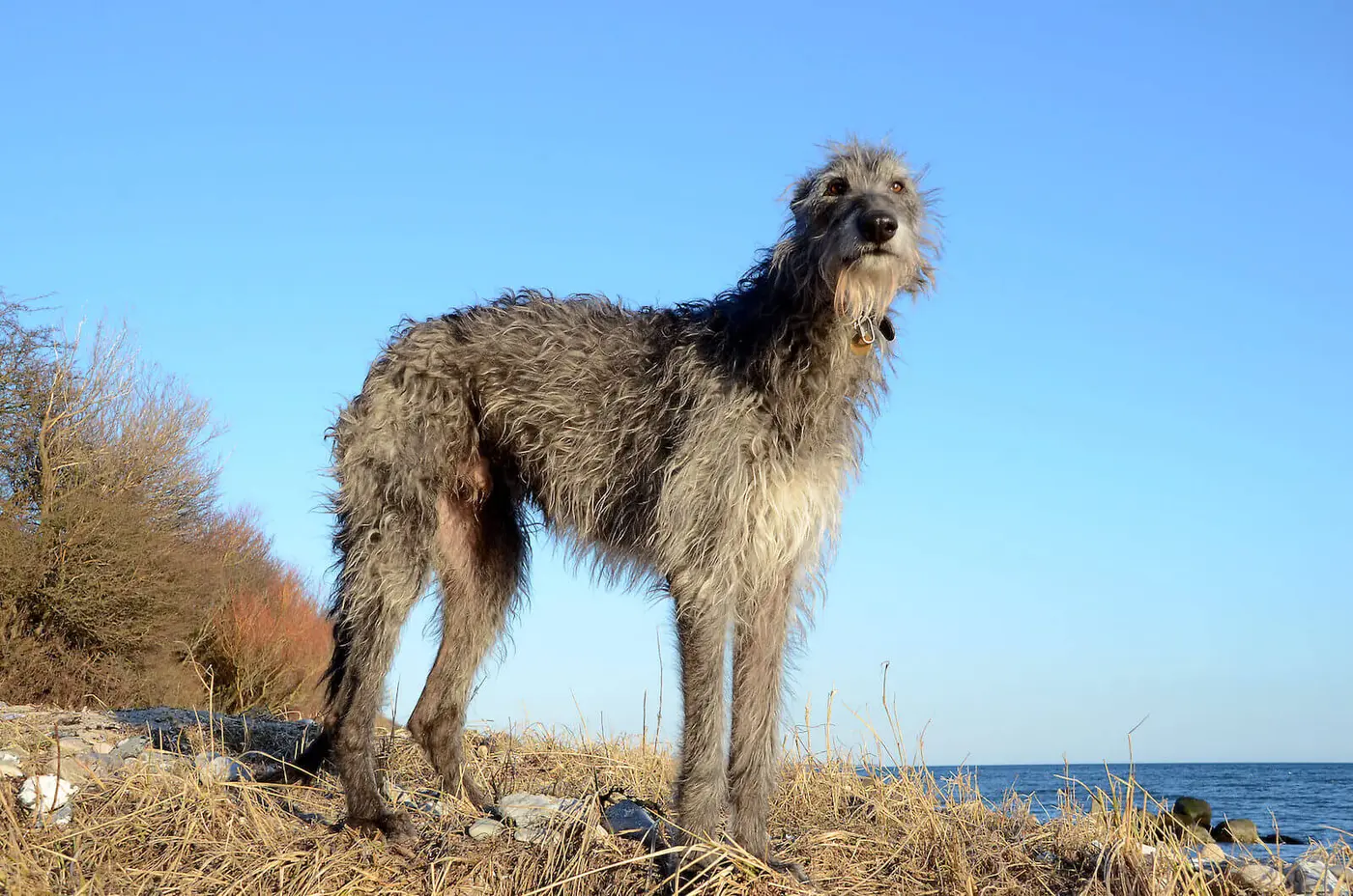 Scottish Deerhound breed photo