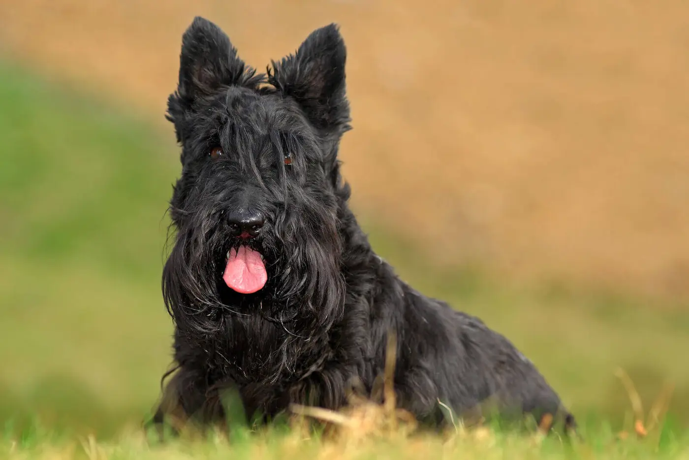 Scottish Terrier breed photo