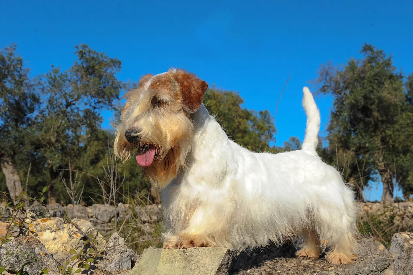 Sealyham Terrier breed photo