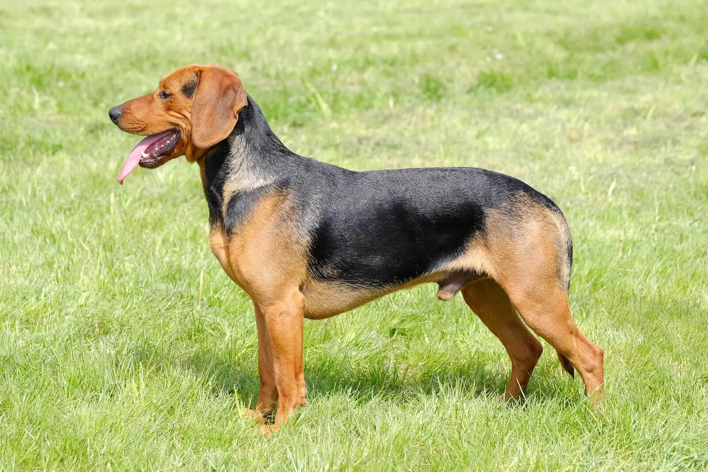 Serbian Hound breed photo