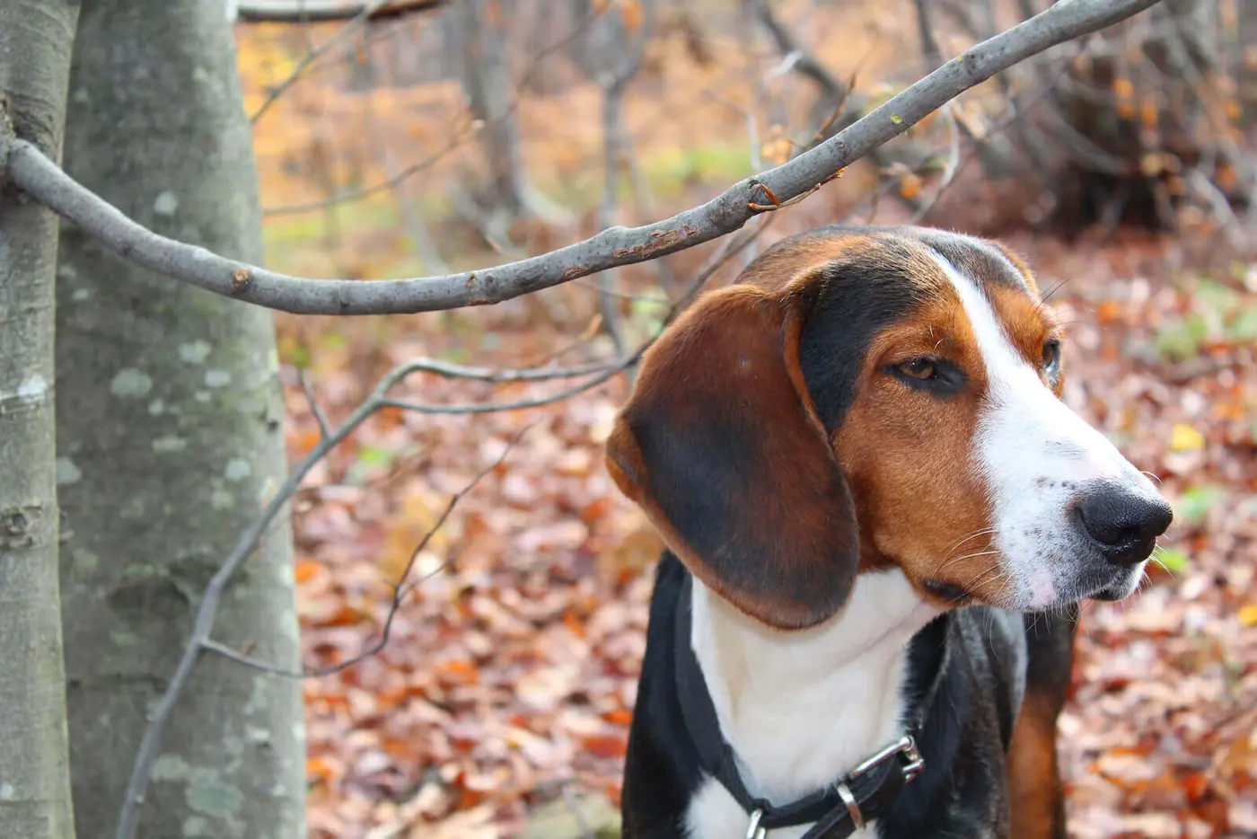 Serbian Tricolor Hound breed photo
