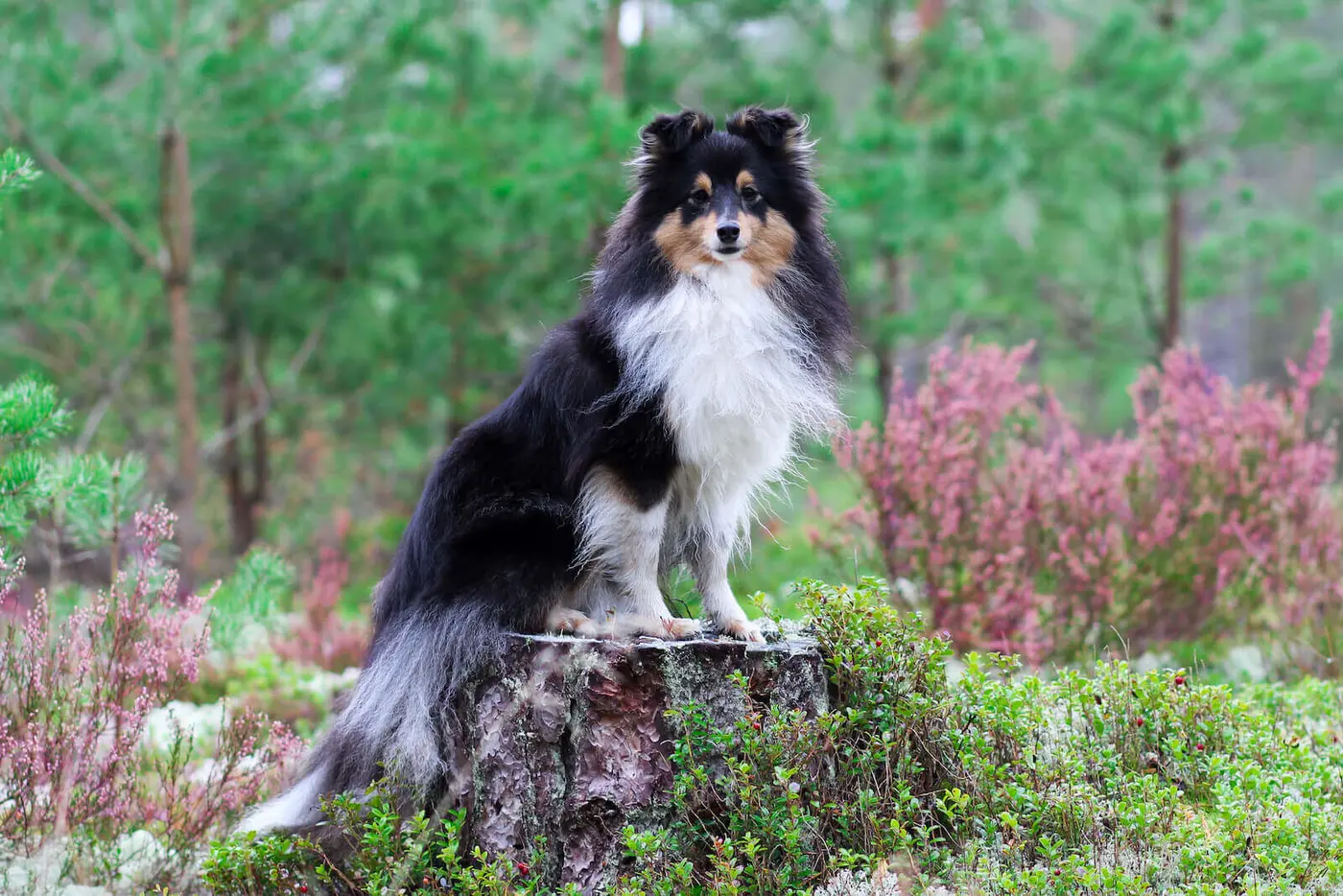 Shetland Sheepdog breed photo