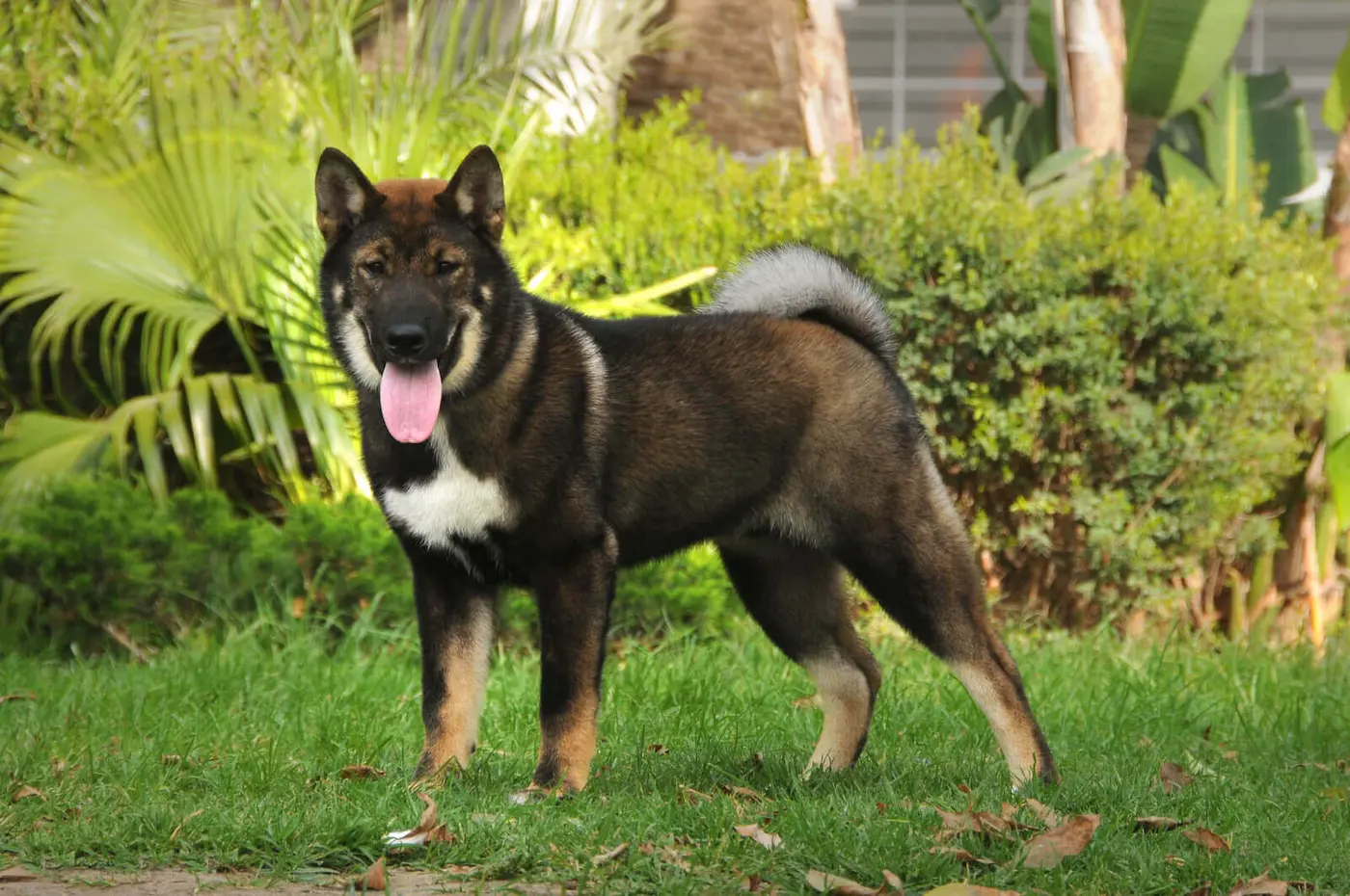 Shikoku breed photo