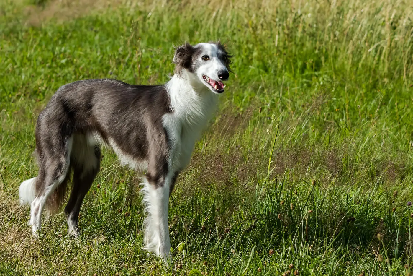 Silken Windhound breed photo