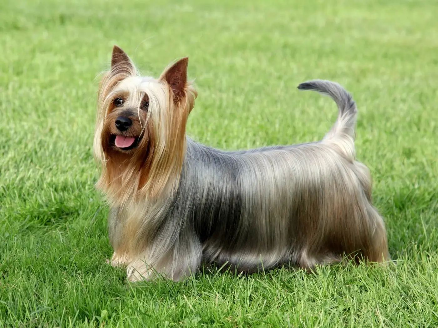 Silky Terrier breed photo