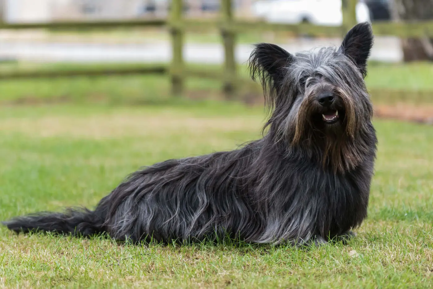 Skye Terrier breed photo