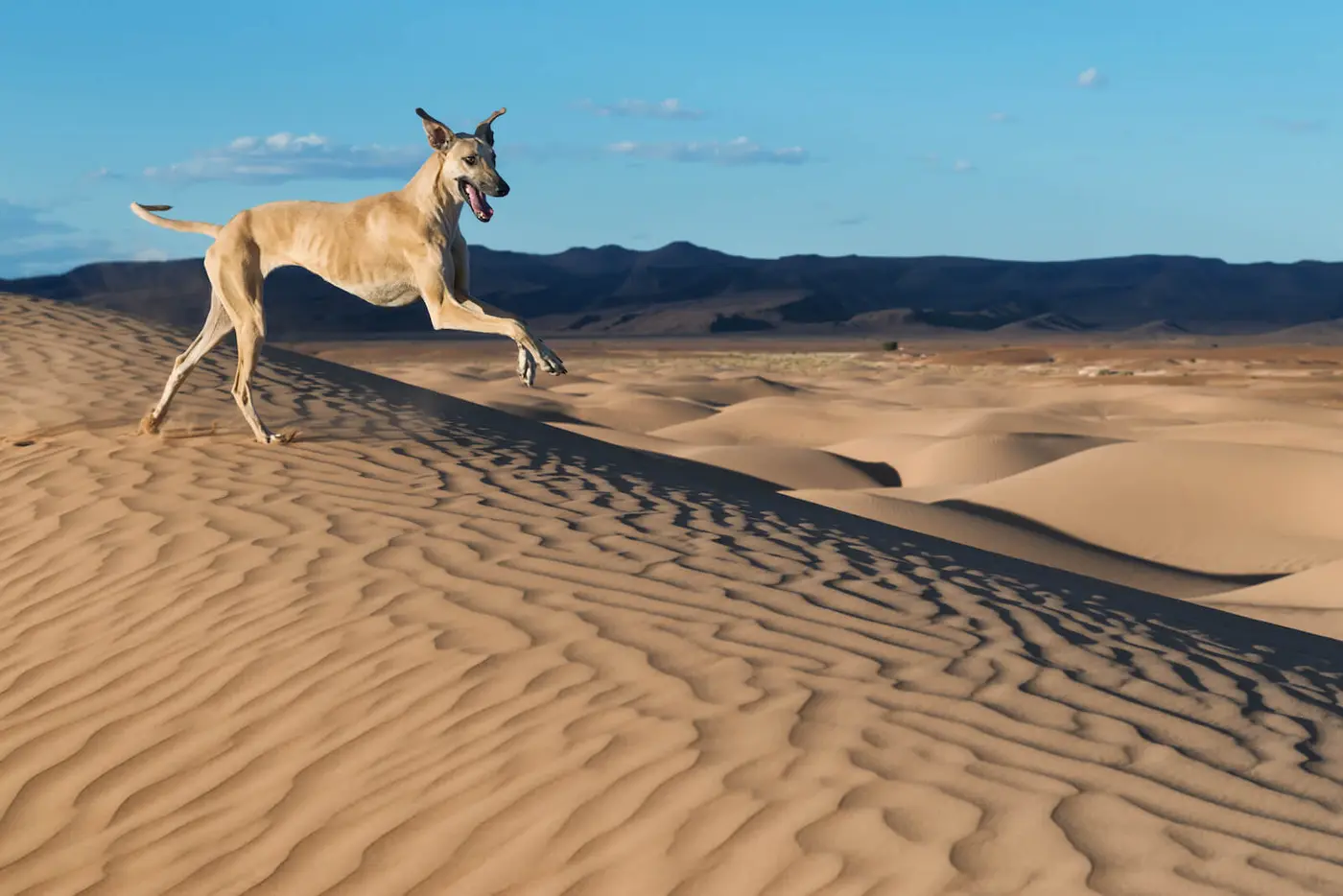 Sloughi breed photo