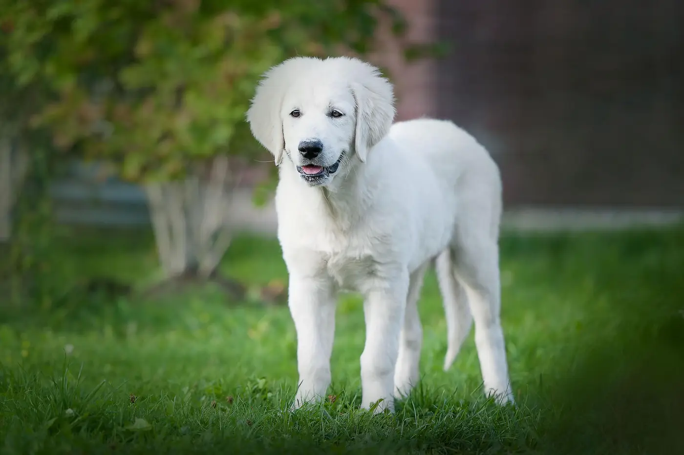 Slovac Cuvac breed photo