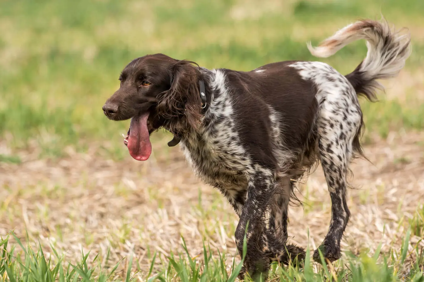 Small Munsterlander Pointer breed photo
