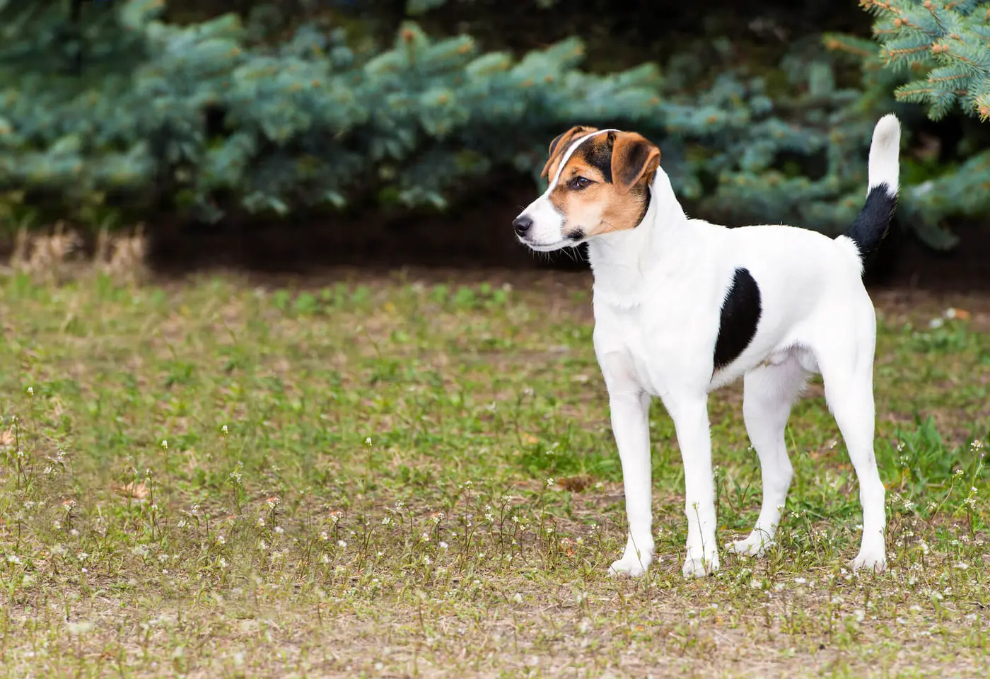 Smooth Fox Terrier breed photo