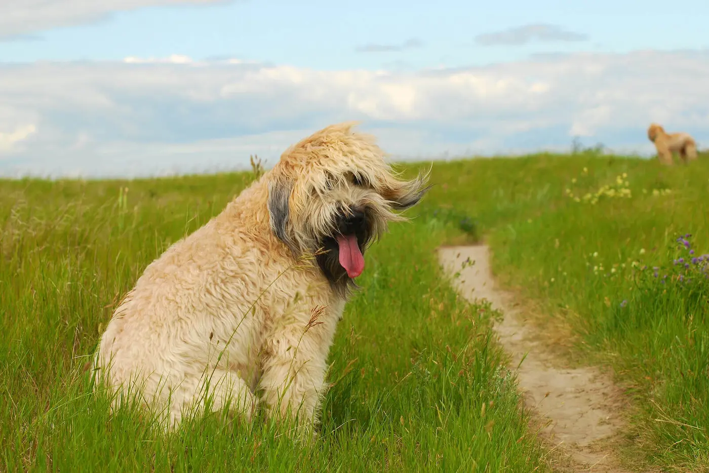 Soft Coated Wheaten Terrier breed photo