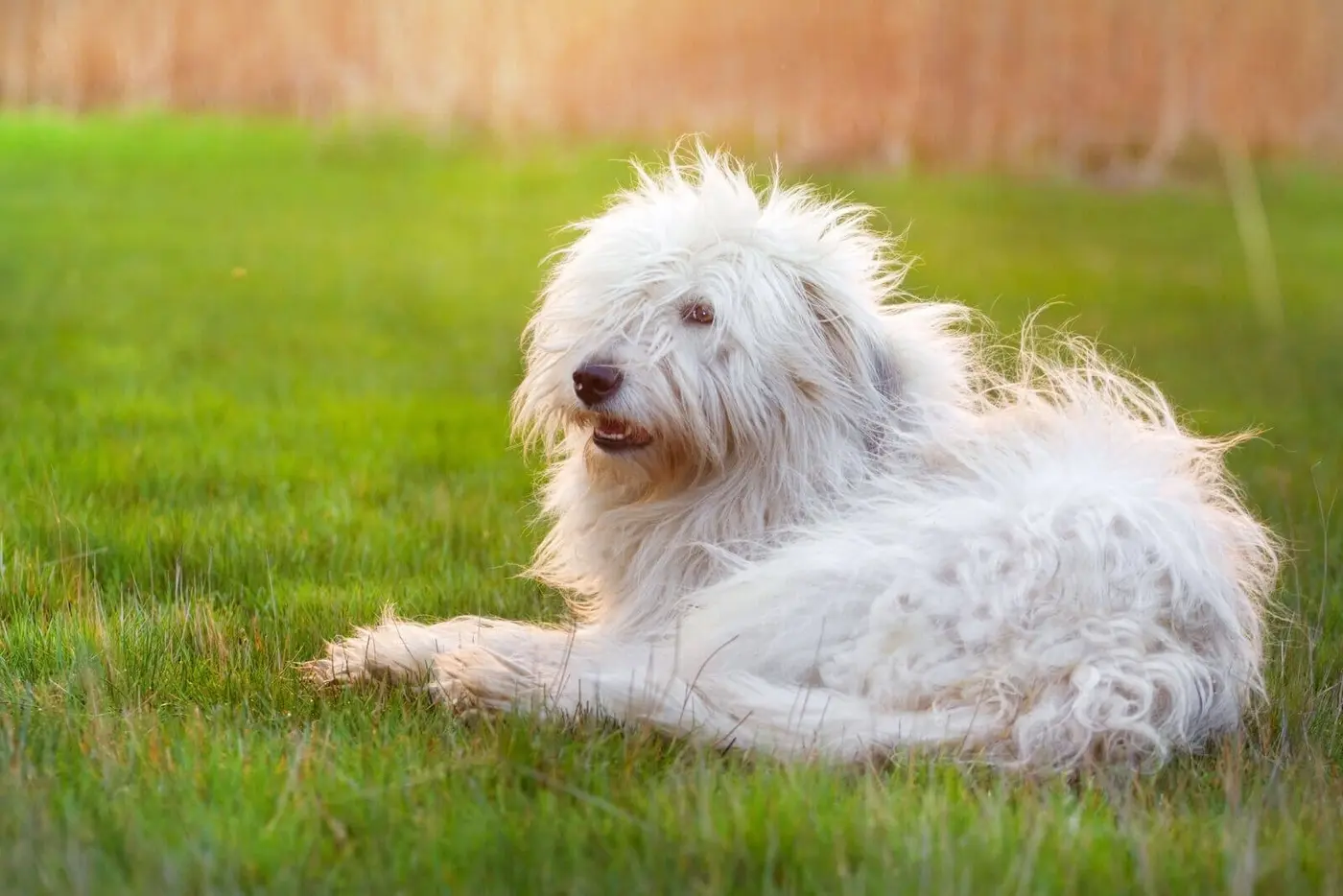 South Russian Shepherd Dog breed photo