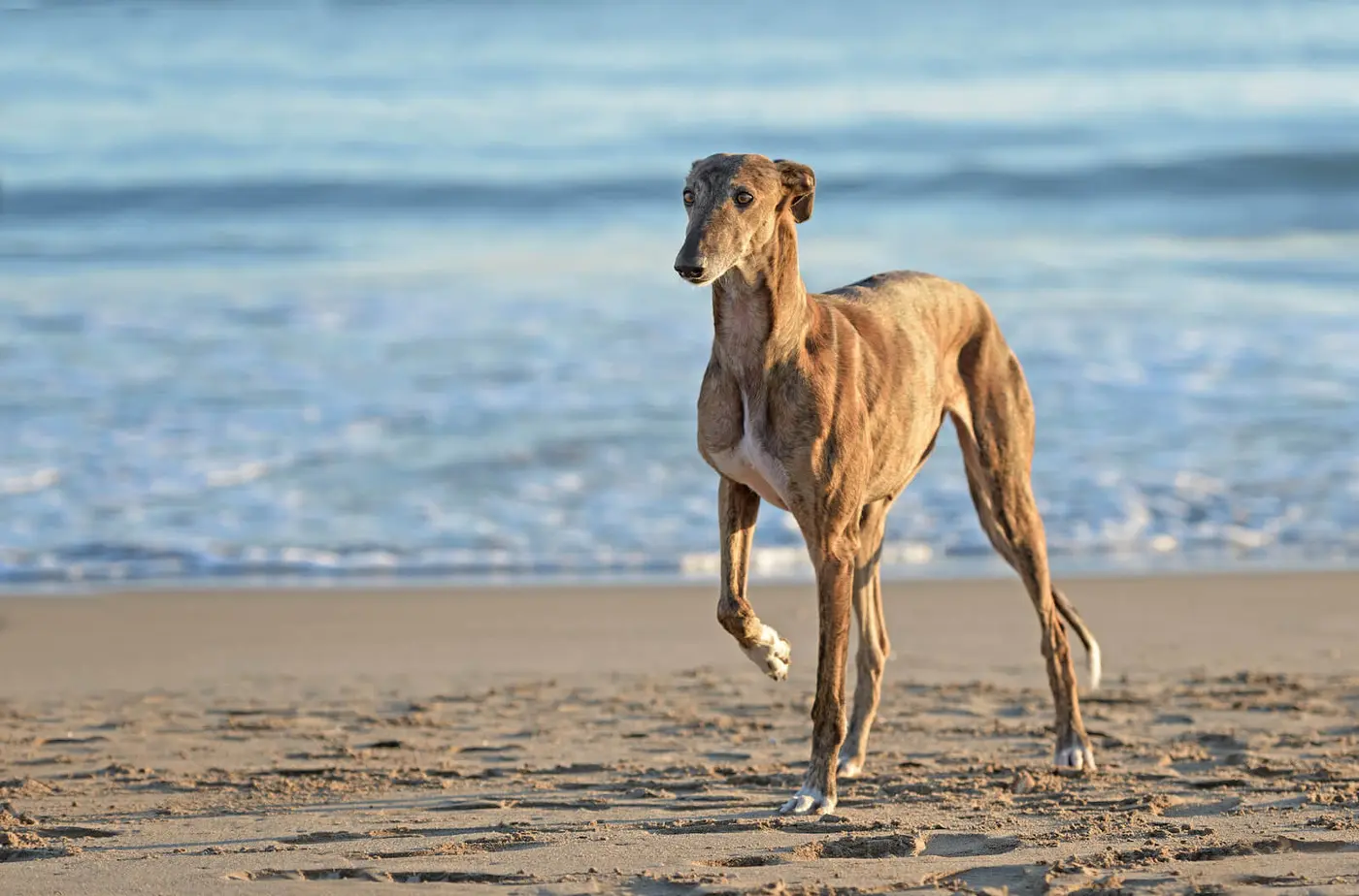 Spanish Greyhound breed photo
