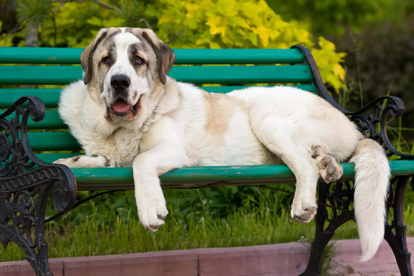 Spanish Mastiff breed photo