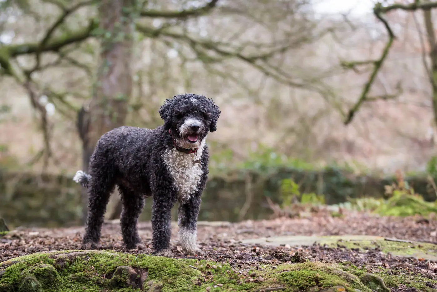 Spanish Water Dog breed photo