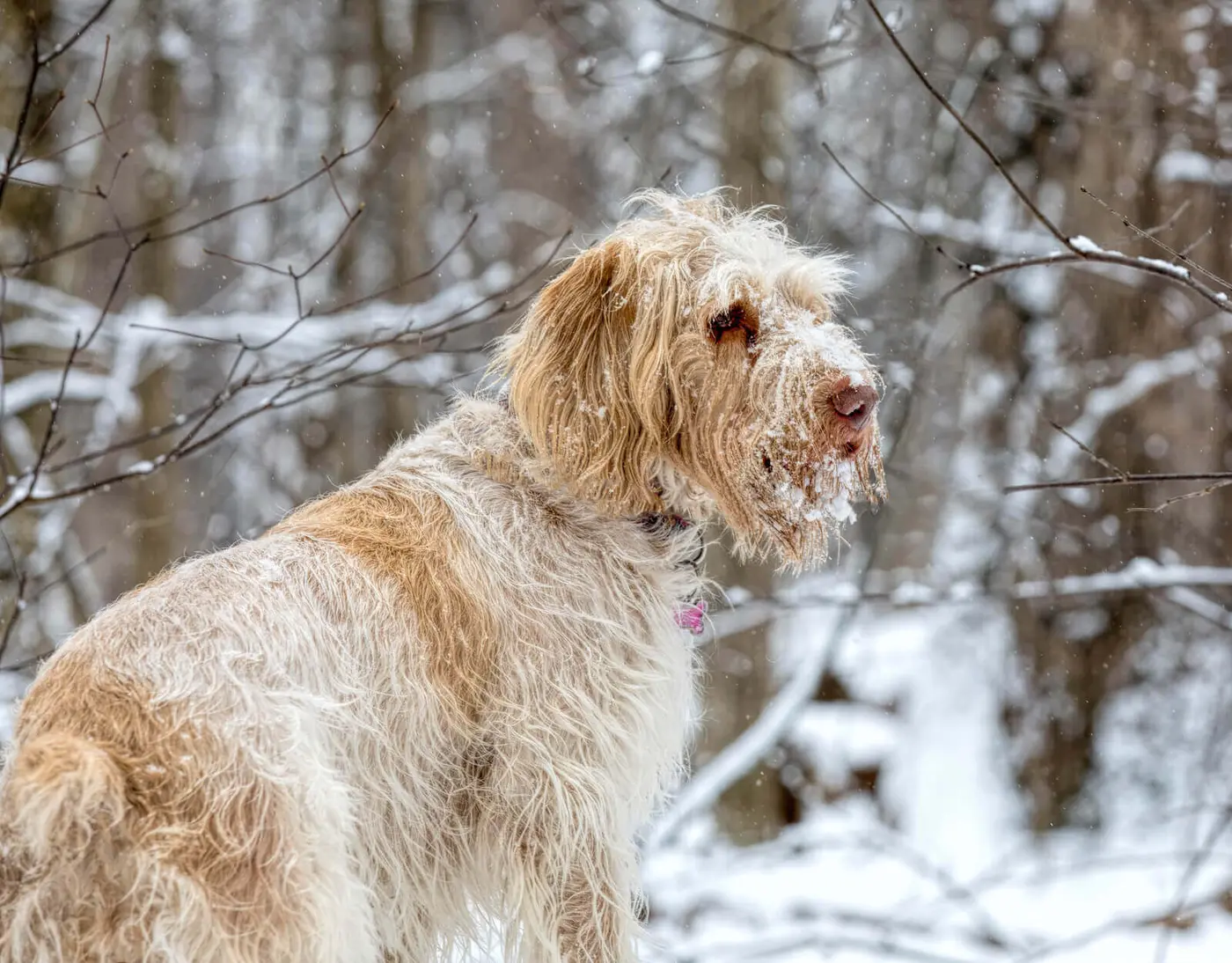 Spinone Italiano breed photo