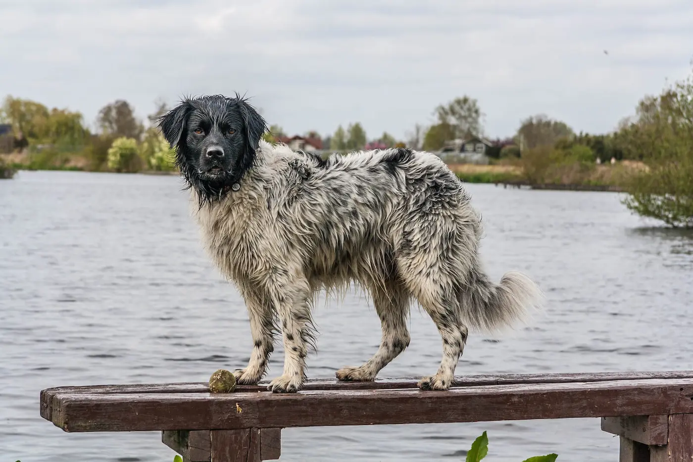 Stabyhoun breed photo