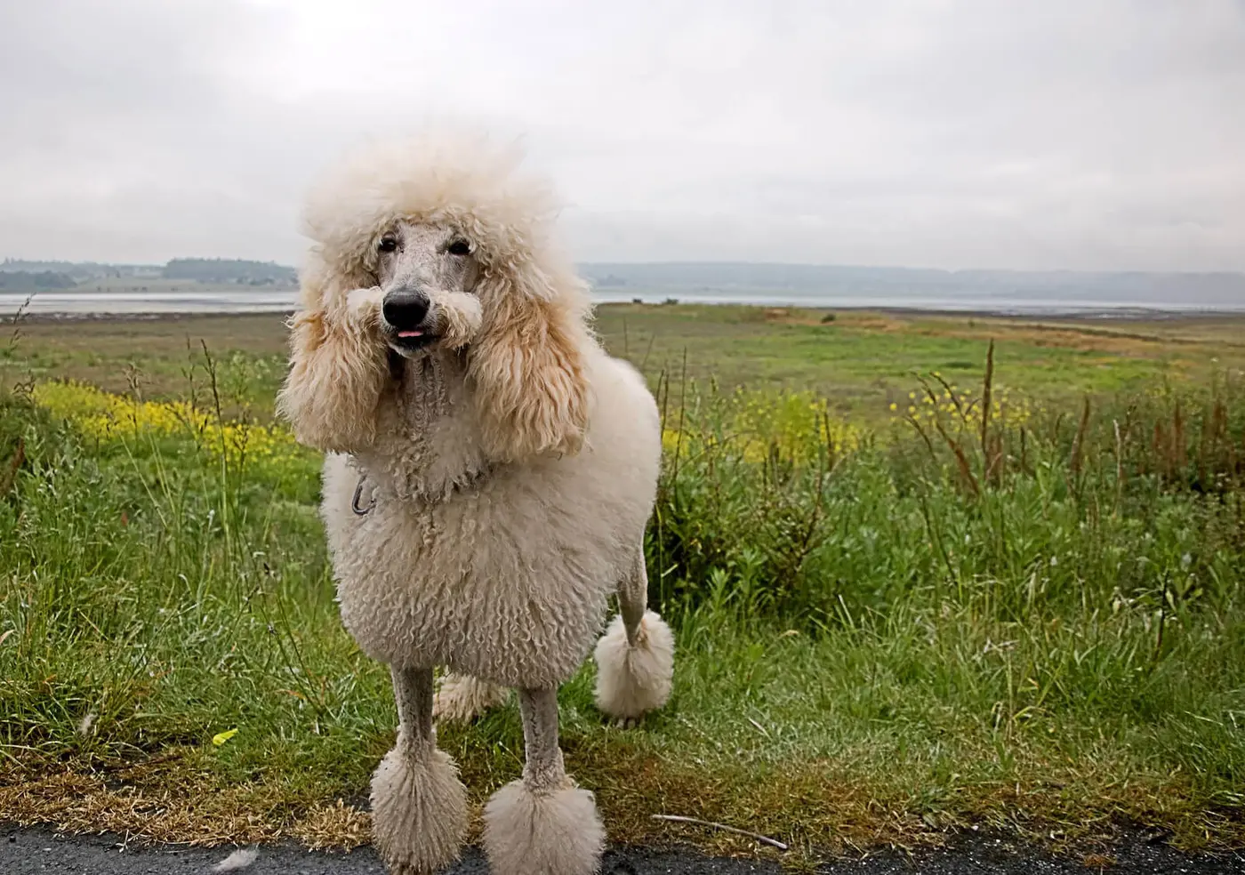 Poodle - Standard  breed photo