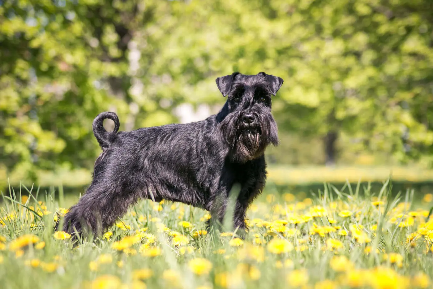 Standard Schnauzer breed photo