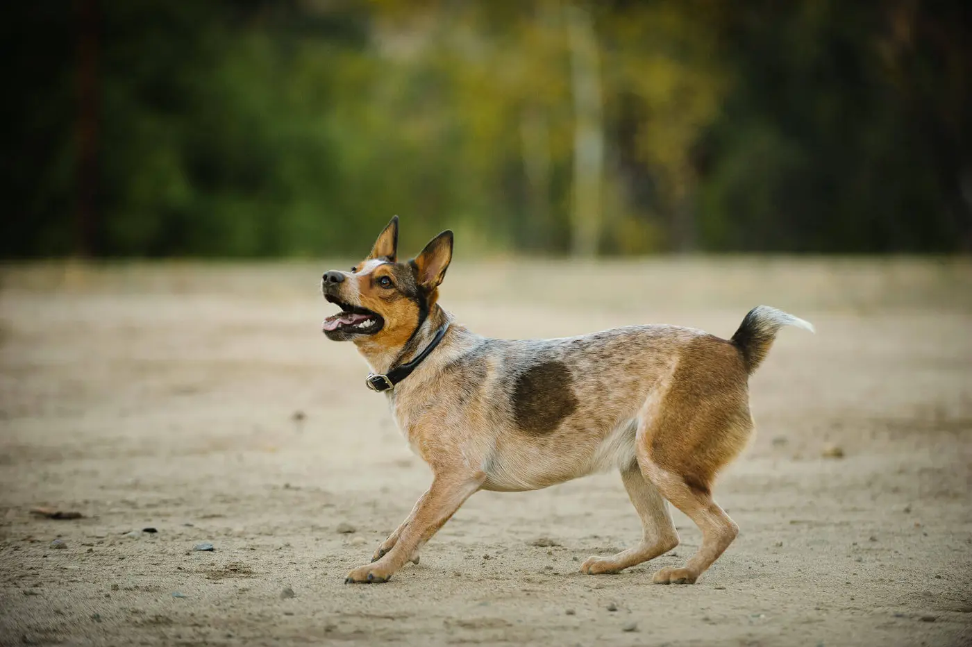 Australian Stumpy Tail Cattle Dog breed photo