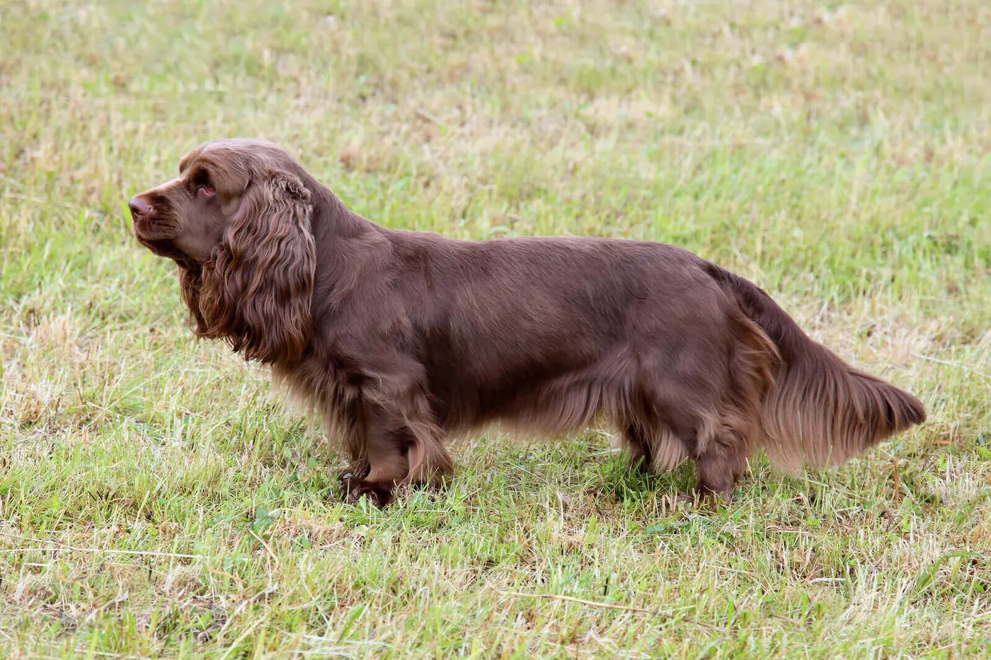 Sussex Spaniel breed photo