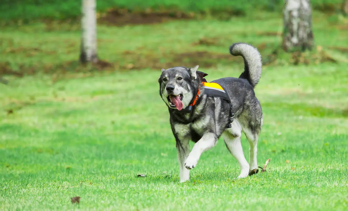 Swedish Elkhound breed photo
