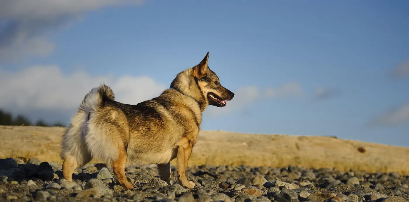 Swedish Vallhund breed photo
