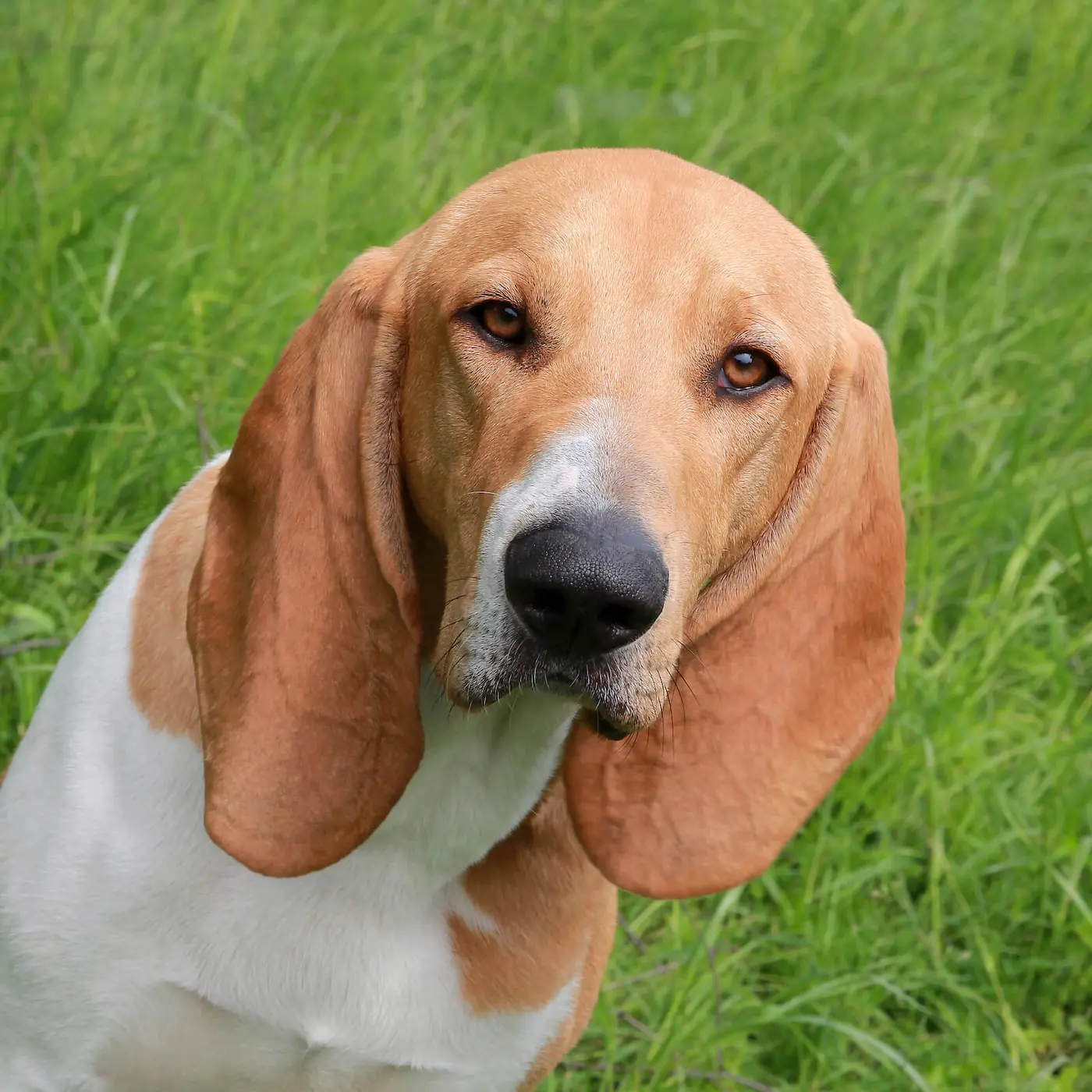 Swiss Hound breed photo