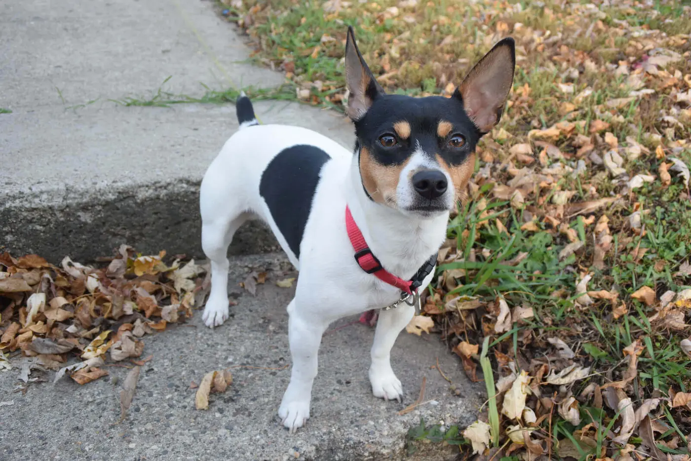 Teddy Roosevelt Terrier breed photo