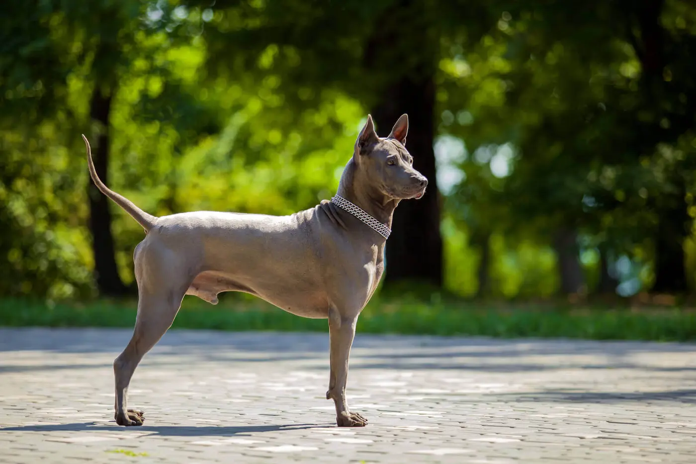 Thai Ridgeback breed photo