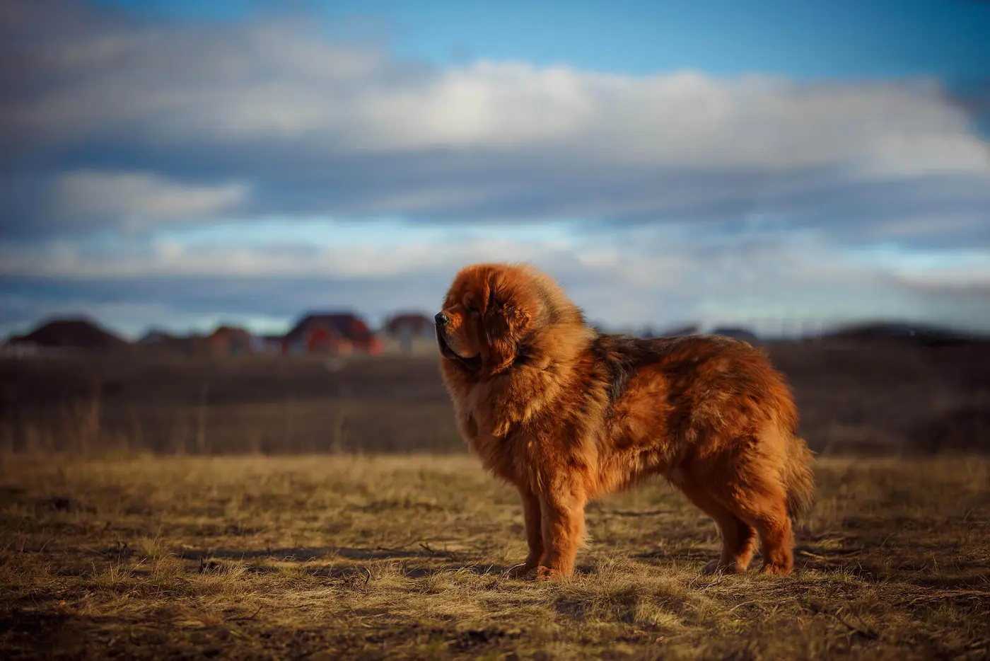 Tibetan Mastiff breed photo