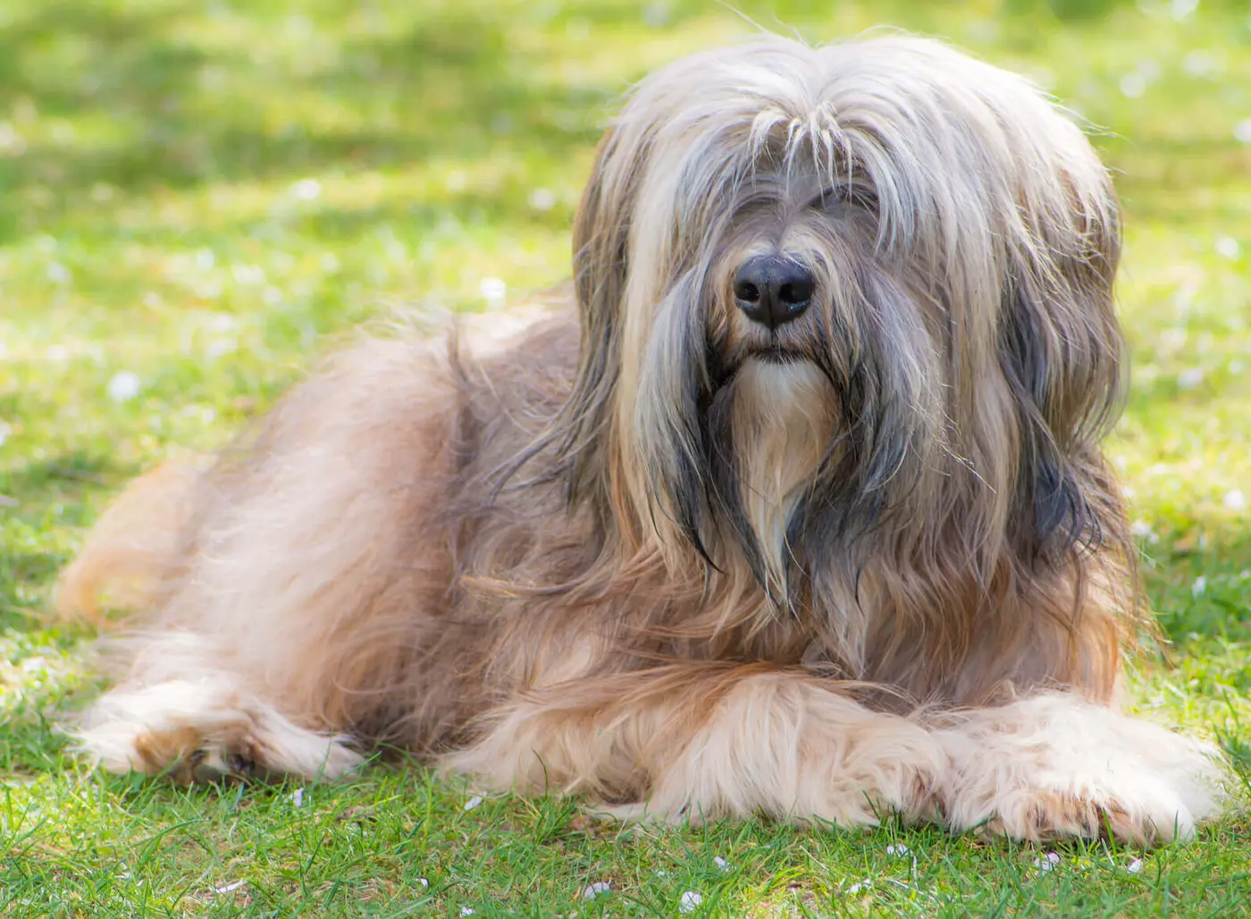 Tibetan Terrier breed photo
