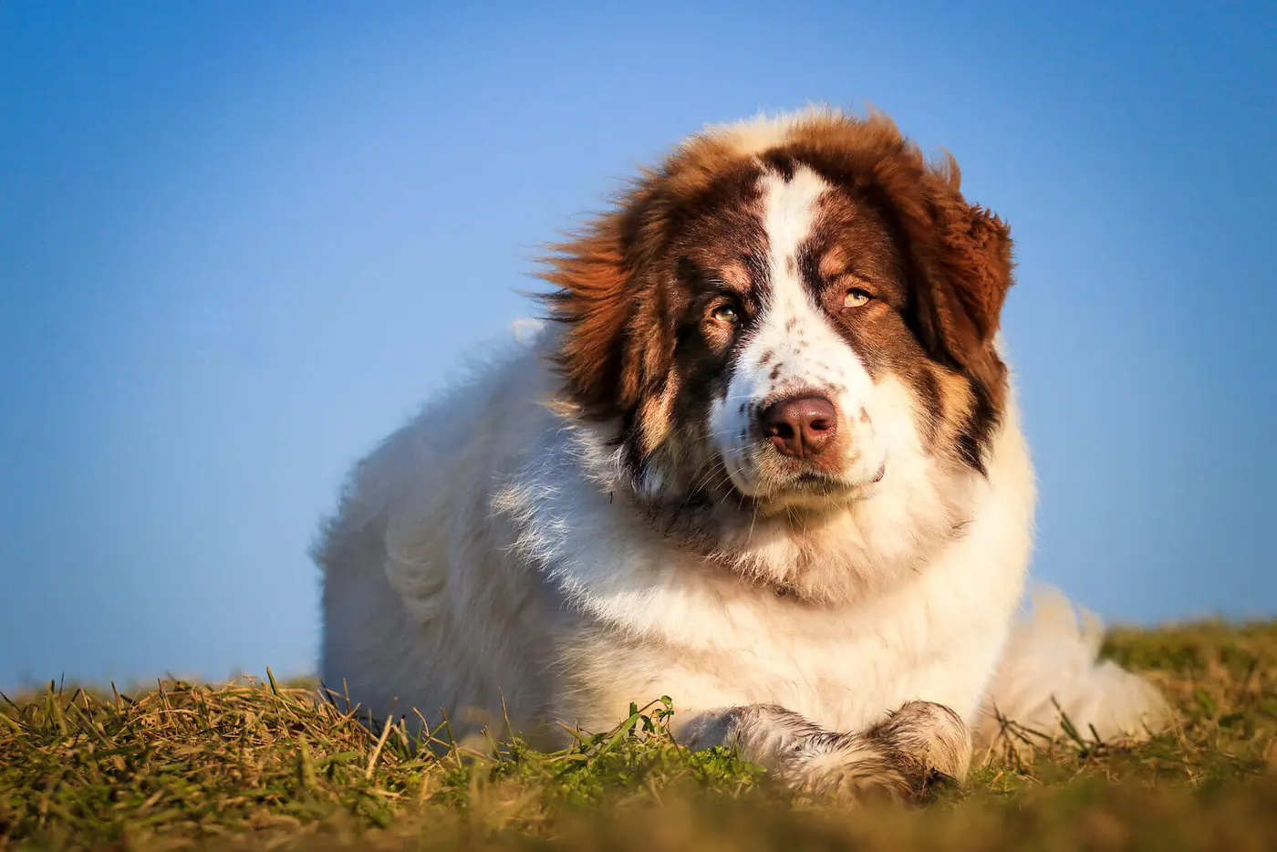 Tornjak breed photo
