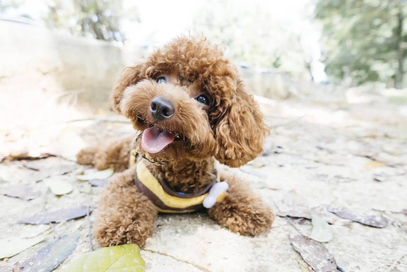 Poodle - Toy  breed photo
