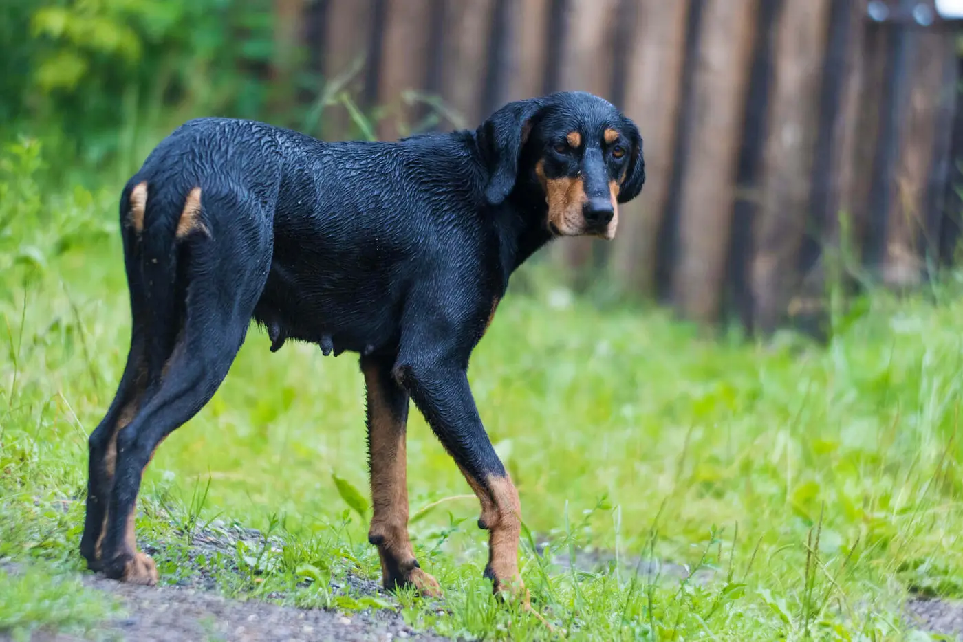 Transylvanian Hound breed photo