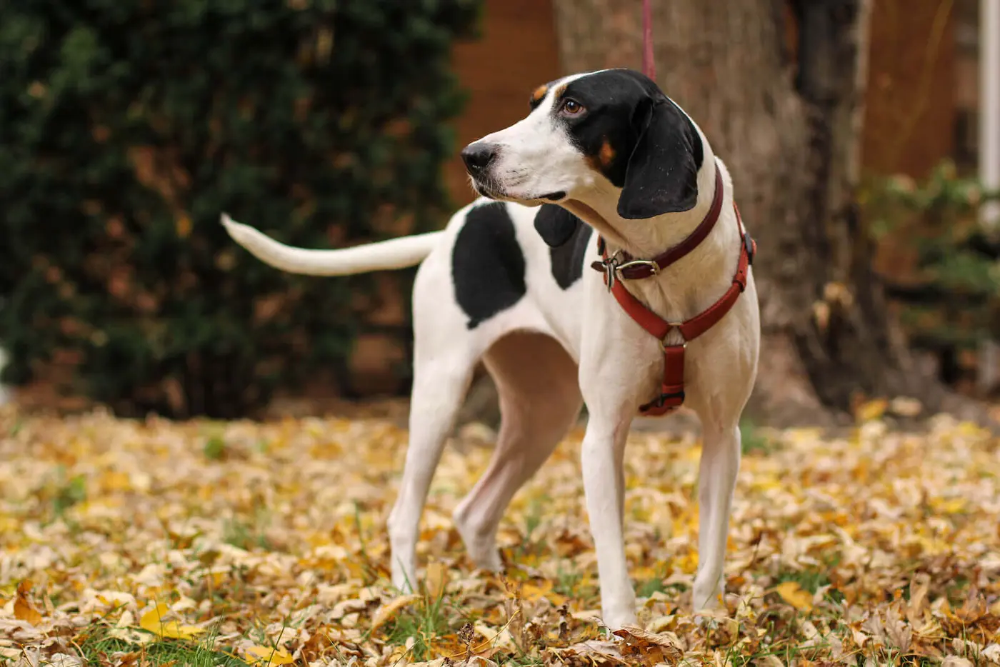 Treeing Walker Coonhound breed photo