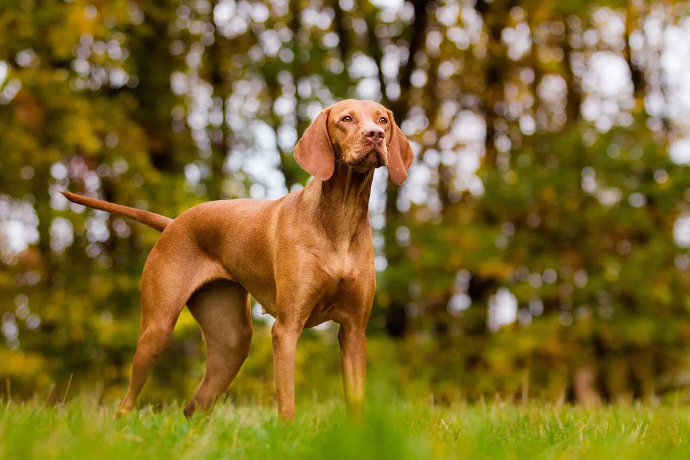 Vizsla breed photo