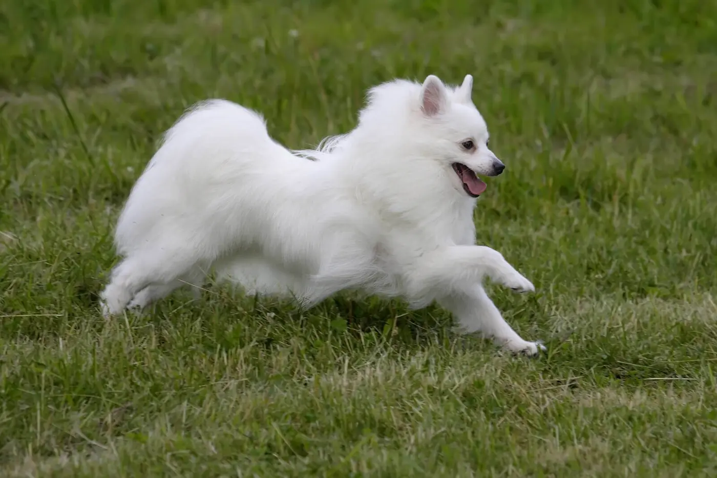Volpino Italiano breed photo