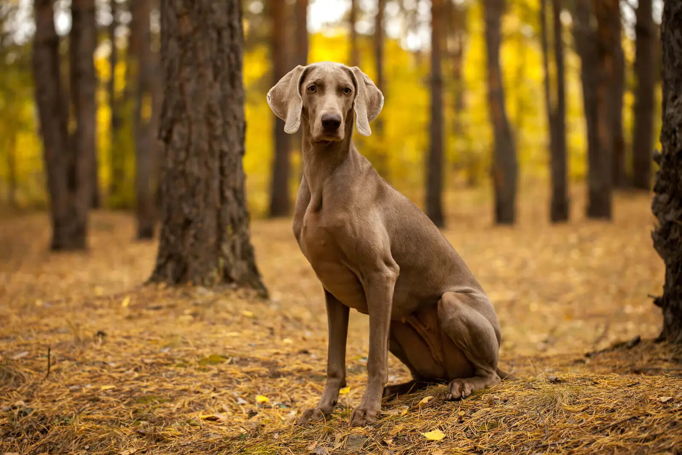 Weimaraner breed photo