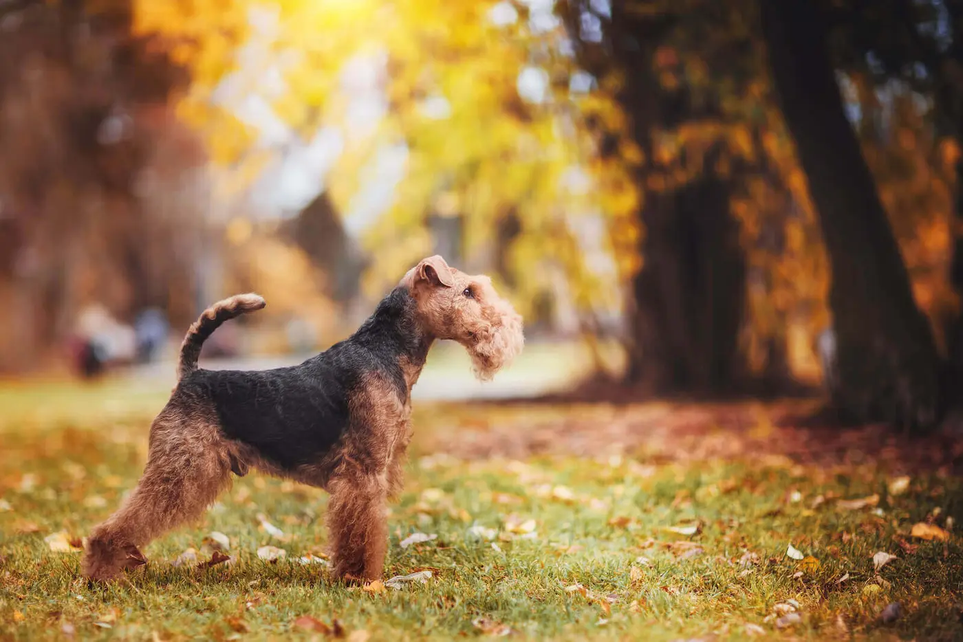 Welsh Terrier breed photo