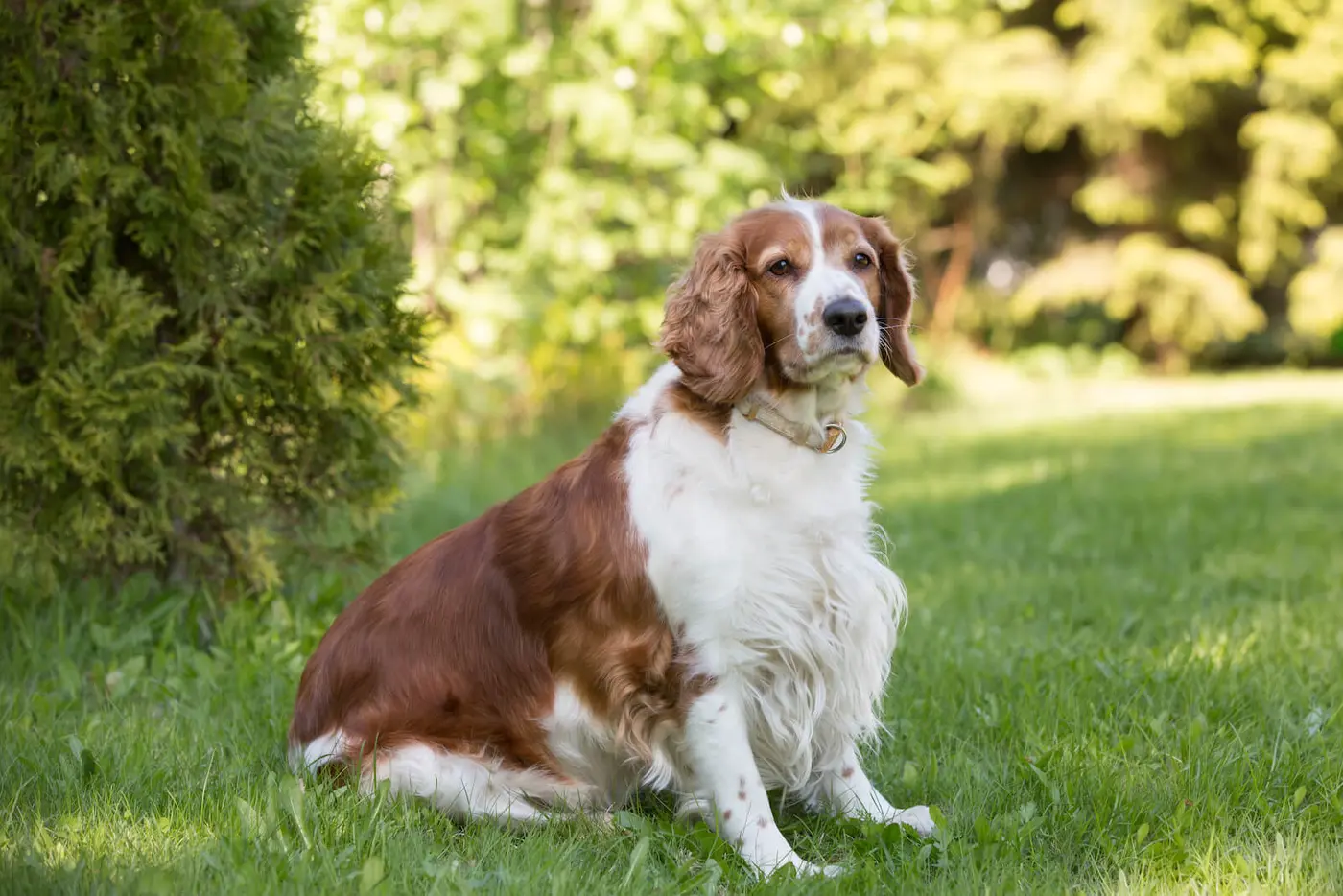 Welsh Springer Spaniel breed photo