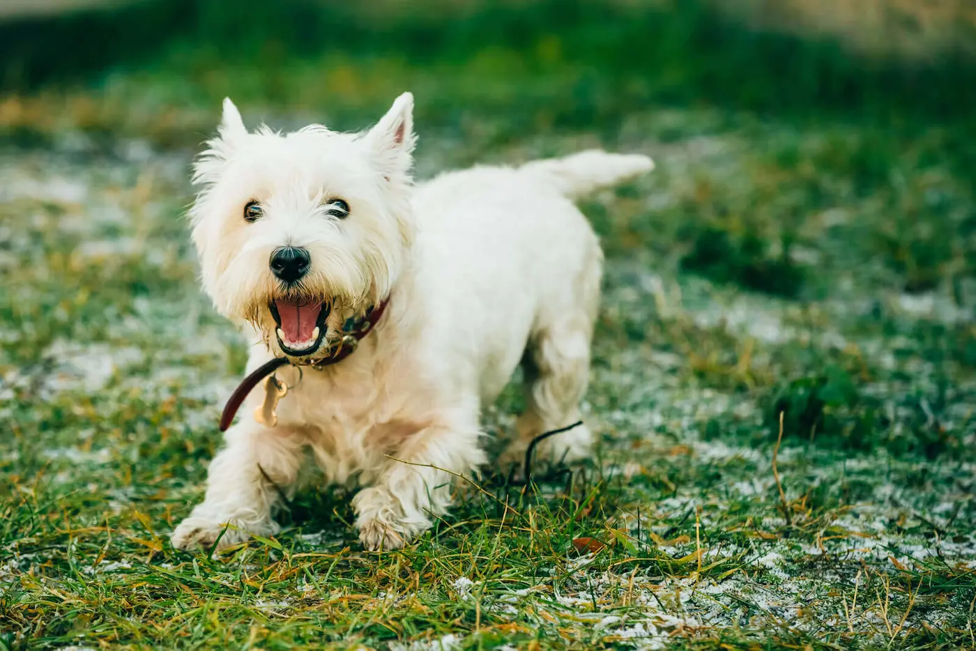 West Highland White Terrier breed photo