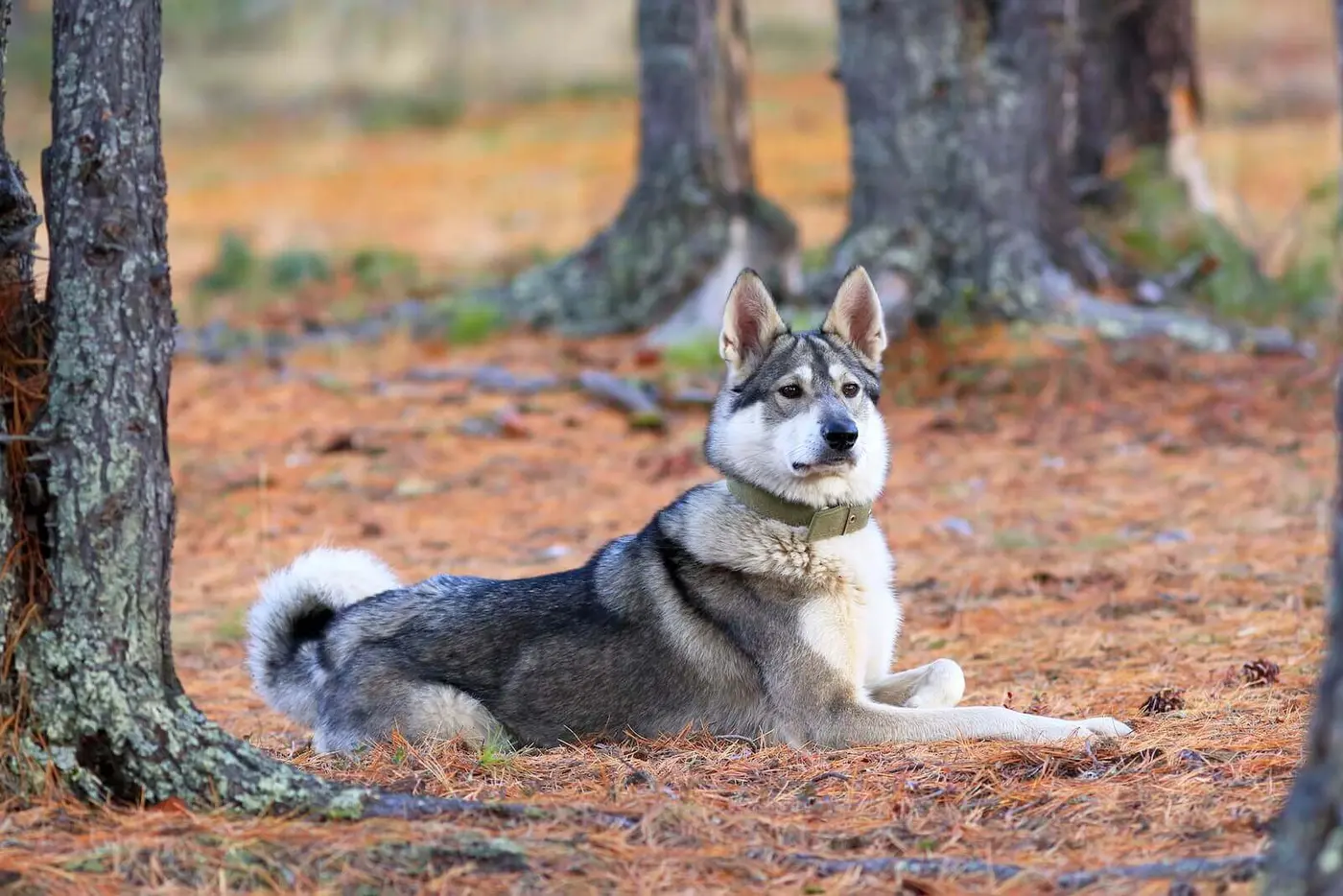 West Siberian Laika breed photo
