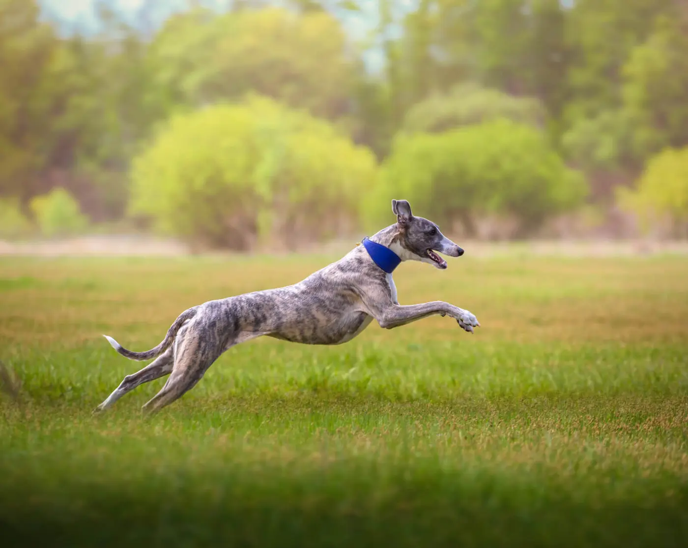 Whippet breed photo