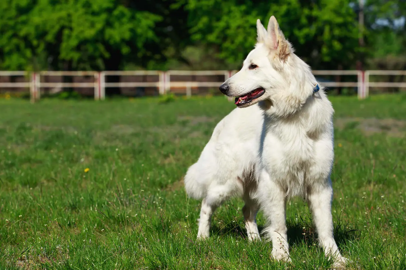 White Shepherd breed photo