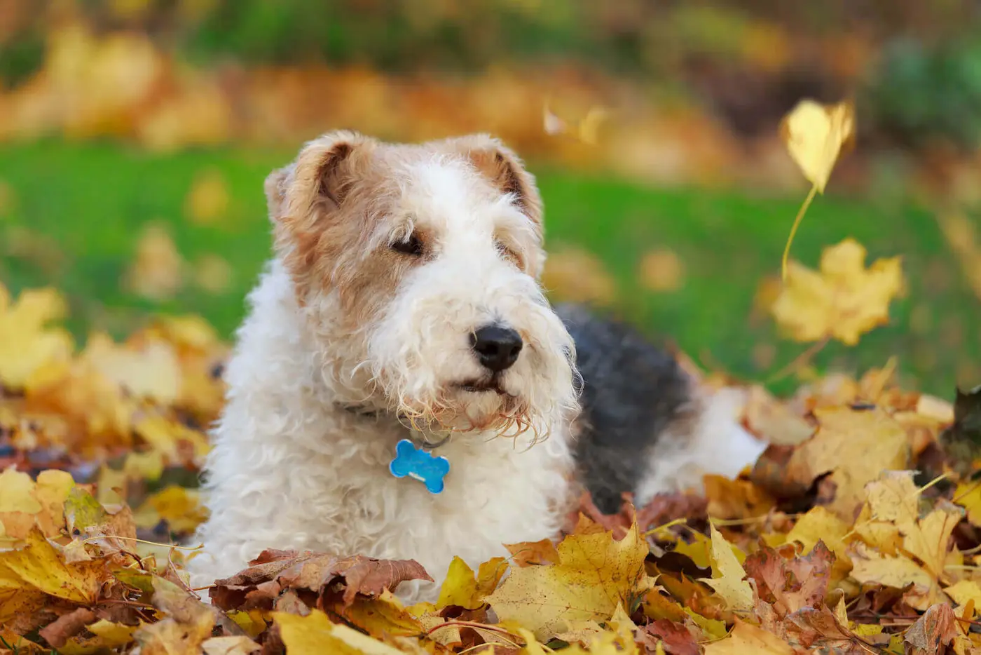 Wire Fox Terrier breed photo